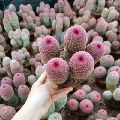 Echinocereus Rigidissimus Red Sun Cactus e Succulent all&prime;ingrosso Indoor Live Pianta