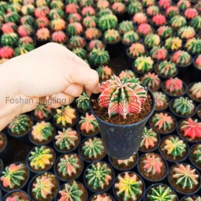  Gymnocalycium Friedrichii variegata pianta viva di Cactus variegata rara e colorata