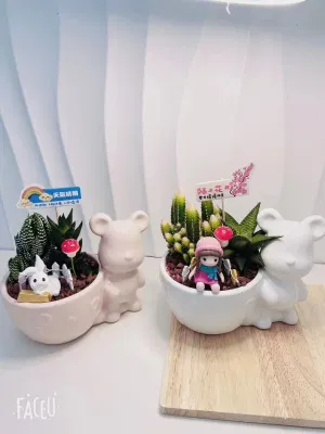  Ingrosso vivaio Echeveria/Hawwinia/litops/Aeonio/Cactus piante vive e succulente naturali colorate