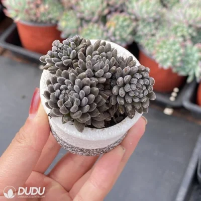  Dudu rara bella Sinocrassula Yunnanensis Echeveria naturale vivo succulente
