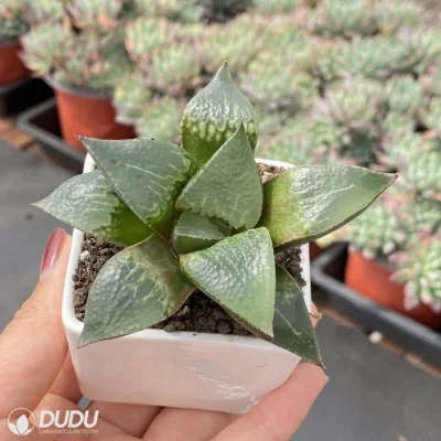  Dudu New Arrival Badia Hybrid Hawwinia piante vive succulente