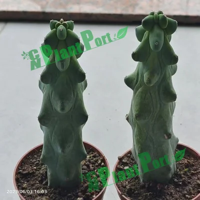  Bonsai Cactus piante vivide Lophocereus Schottii Var. Decorazione di Monstrosus Succulents