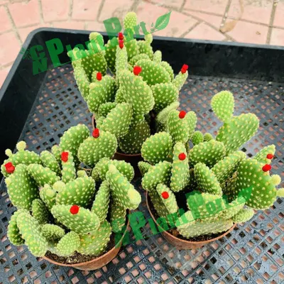  Asilo nido di cactus succulente Opuntia Microdasys (Lehm.) Pfeiff. Bonsai Tree Wholesale piante da interno