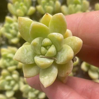  Piante da interno di alta qualità Sucrulent Sedum Adolphii piantine in vendita
