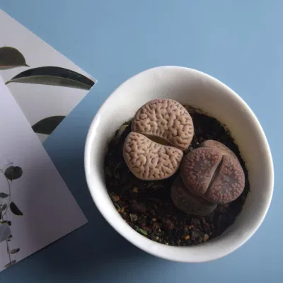  Pianta dal vivo succulenta Mini Lithops interni all&prime;ingrosso impianto