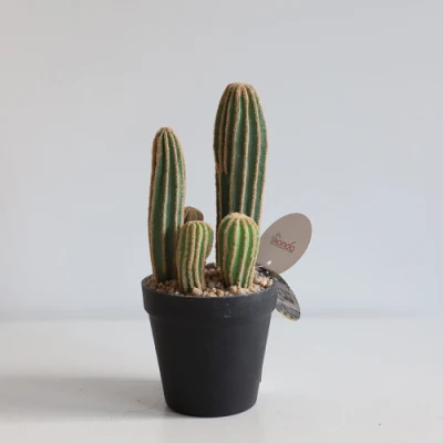  Gymnocalycium artificiale Mini Thailandia Cactus piante in pentole Bonsai piante In vaso