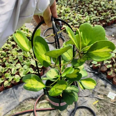  All&prime;ingrosso Hoya Kerri invertito