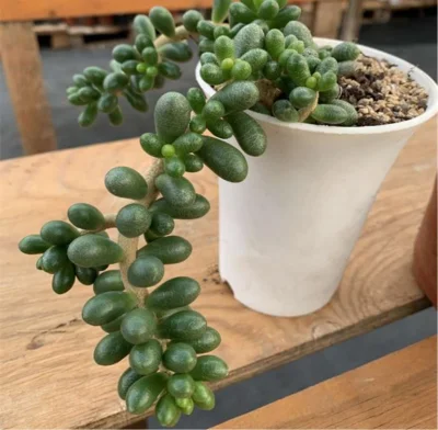  Commercio all&prime;ingrosso di piante naturali succulente Sedum Hernandezii