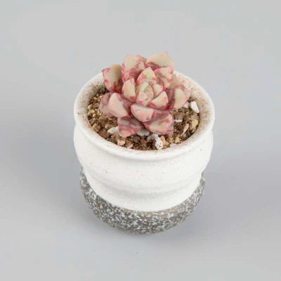  Dudu Wholesale Mini Indoor Echeveria sangue Warbler piante succulente