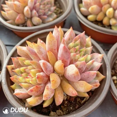  Vendita a caldo Bonsai colorati echi normali a doppia testa Echeveria Natural Piante vive succulente