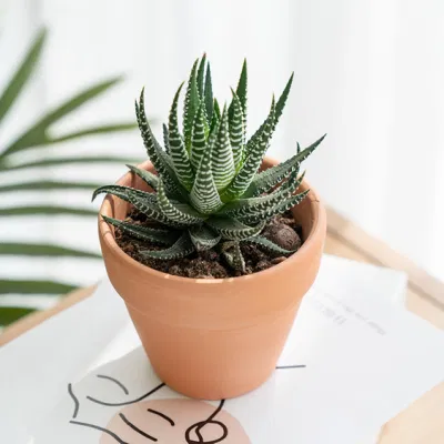  Estratto di Cactus Hawworthia Papillosa piante di Cactus per arredamento interno Commercio all&prime;ingrosso