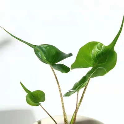  Alocasia ZEBRINA Plant Bonsai Living Room Office interno ed esterno