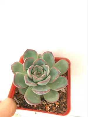  Mini Succulent Fiore albero Giardino decorativo piante interne ed esterne