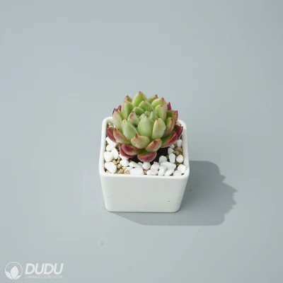  Dudu colorato Hot sale Jenny Echeveria naturale vivo Succulent per Principianti