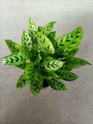  Calatea Leopardina vivere natura Wholesale Ornamental Plant