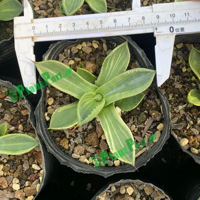  Blue Agave Titanota Succulenti Live piante di cactus Japanese vivaio esportazione Cnplantport
