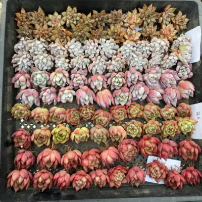  Dudu nuovo arrivo all&prime;ingrosso Boswellia Nana Natural Live Succulent
