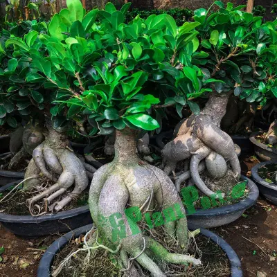  10 cm piccola Microcarpa Ginseng Mini Bonsai piante per esterni al coperto Asilo nido