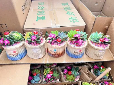  Ingrosso vivaio Echeveria/Hawwinia/litops/Aeonio/Cactus Tinta rara vita naturale miscela di piante succulente