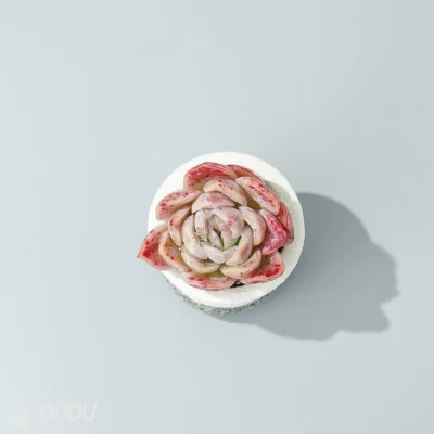 Vendita all&prime;ingrosso Cina vivaio Vendita calda Sakula Echeveria naturale vivo Succulent