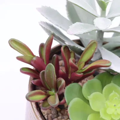  Faux Succulent Faked Air Plants Factus Faked artificiale per assortiti Decorativo