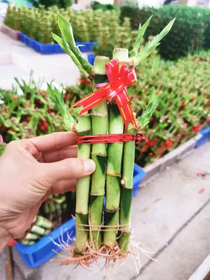  Lucky Bamboo Bonsai Evergreen Nursery decorazione Succulents albero Bamboo piante