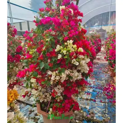  Decorazione a carico di strada Bougainvillea alberi da paesaggio Bonsai esempio piante all&prime;aperto