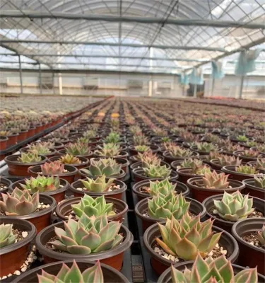  Dudu popolare economici Indoor Debbie Echeveria naturale vivo Succulent