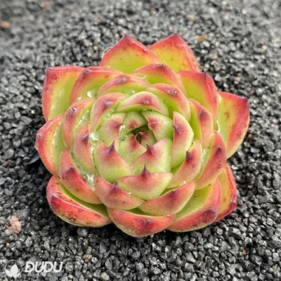  Dudu Topsale all&prime;ingrosso Luna pietra interna Echeveria naturale vivo Succulent