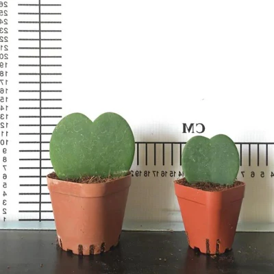  Hoya Kerrii Live Succulent popolare indoor Olivia Clustering Echeveria economici Naturale
