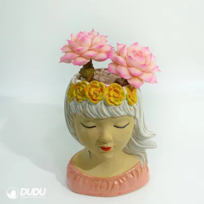  Dudu nuovo arrivo Pretty Clay Echeveria gamberi Raviolinatural vivo Succulent