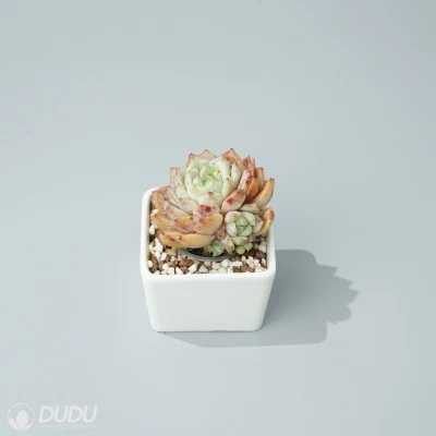  Dudu Hot sale colorate Tp Echeveria piante naturali vive succulente