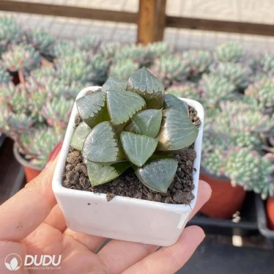  Dudu al coperto sole Luna Lago Hawwinia naturale vivo Succulent