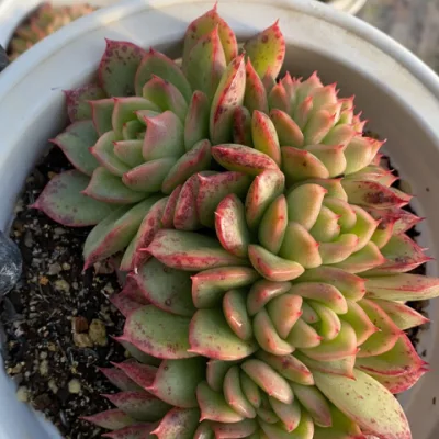  Echeveria agavoides Nanacan pianta succulente piante reali succulente