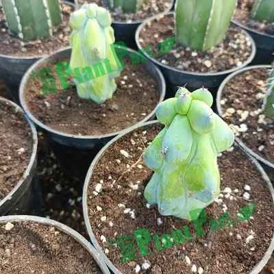  Cactus regali per vivai piante vive Lophocereus Schottii Var. Monstrosus Succulents Giardino Fiore