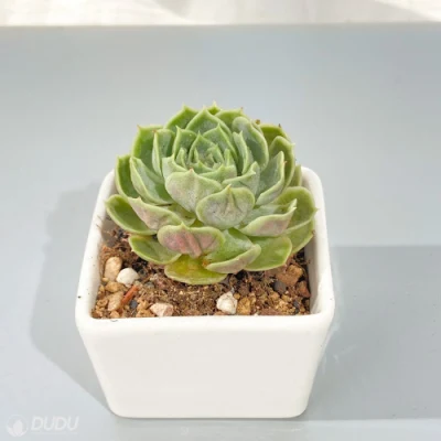  Vendita calda Dudu reale Onslow Echeveria naturale vivo Succulent