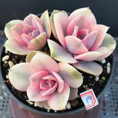  Pianta succulenta Echeveria Rainbow impianti all&prime;ingrosso
