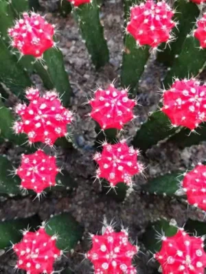  Piccola taglia colore rosso Luna Cactus palla Succulente pianta Live Pianta