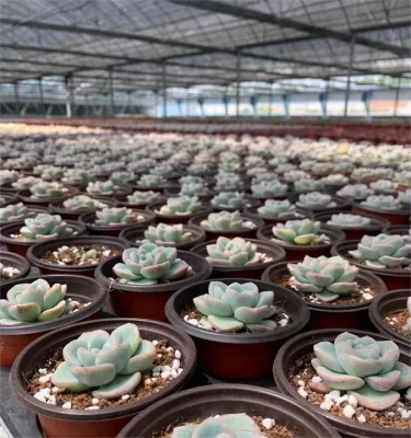  Dudu popolare Grattoveria indoor economici Opalina Echeveria naturale vivo Succulent