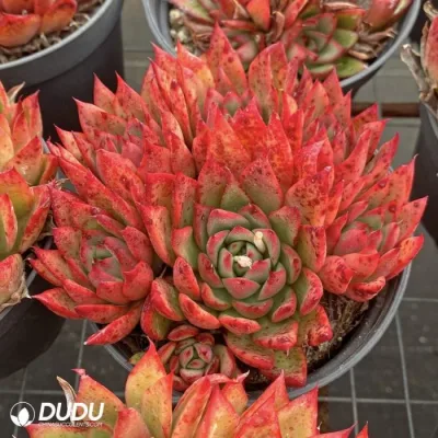  Dudu Echeveria Red Clustering Giselle Echeveria Natural Live Succulent in Estate