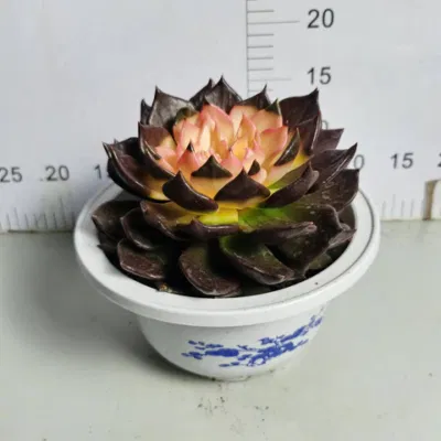  Ingrosso vivaio Echeveria/Hawwinia/litops/Aeonio/Cactus Tinta rara piante vive naturali succulente Nero Principessa