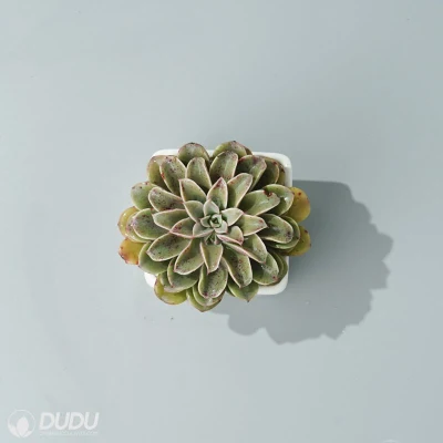  Dudu China vivaio Lovely interno Fontana Echeveria naturale vivo Succulent Piante