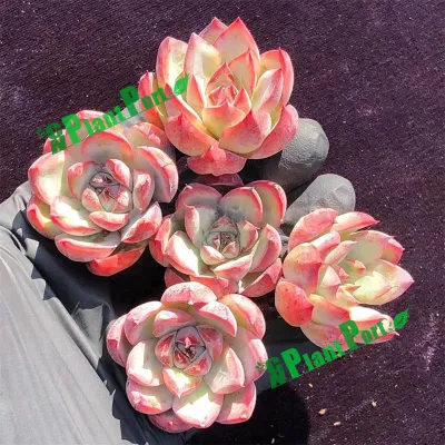  Mini piccoli Succulents Fiore Bonsai fornitore vivaio all&prime;ingrosso piante vive