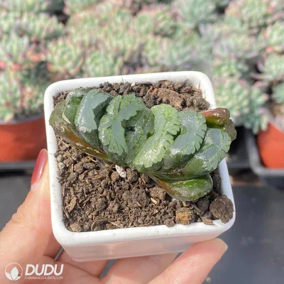  Dudu Vendita calda Madama Butterfly Hawworthia naturale vivo succulente