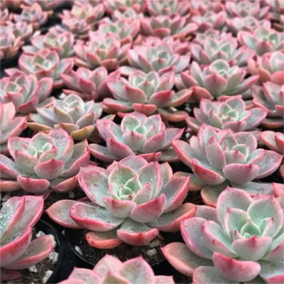  Dudu Bonsai Echeveria Colorata a buon mercato Sucrulent dal vivo per decorazione da giardino