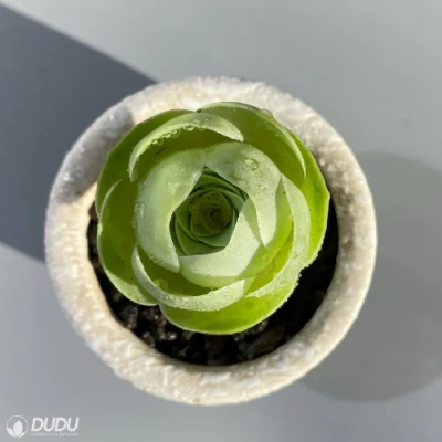  Dudu Cina bello uovo Aeonio naturale vivi succulenti