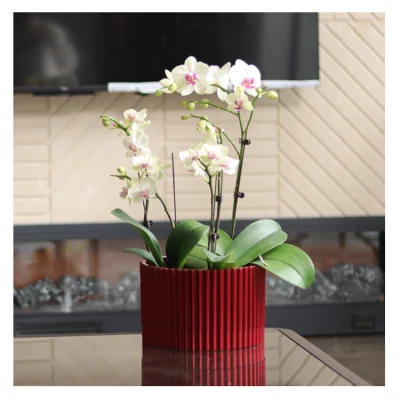  All&prime;ingrosso bulk colorful Nordic Modern Round Garden Planters plastica Orchid Piante Fiore Pot succulenti