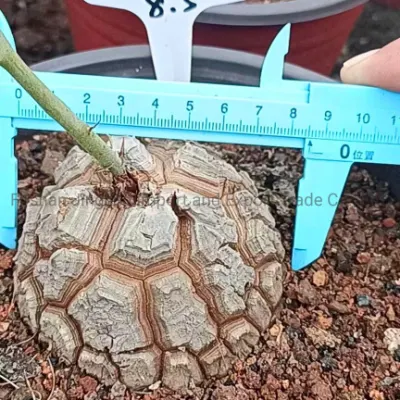  Dioscorea Elefanti rari Cactus vivo e succulente pianta di Bonsai indoor