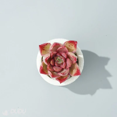  Dudu Unusual Cool colorful Charlesrenniemackintosh Echeveria Natural Live Succulent