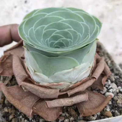  Pianta succulenta Greenovia Webb &amp; Berthel